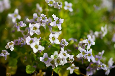 No.15 紫小花のふかふか花びらスタイ♡ 最初の - www.woodpreneurlife.com